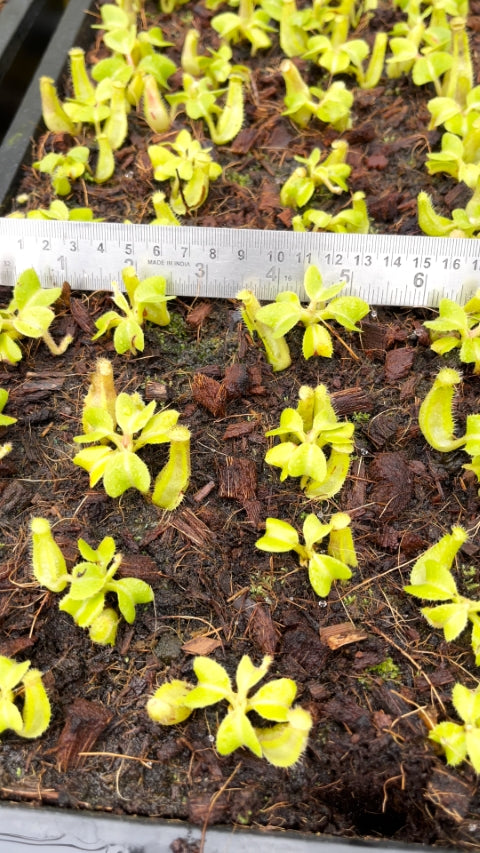 N. truncata - SBG: BE-4001 *Pre-Order*