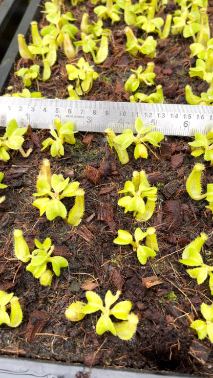N. truncata - SBG: BE-4001 *Pre-Order*