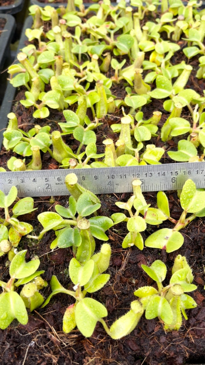 N. truncata - SBG: BE-4001 *Pre-Order*