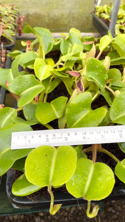 N. truncata - SBG: BE-4001 *Pre-Order*