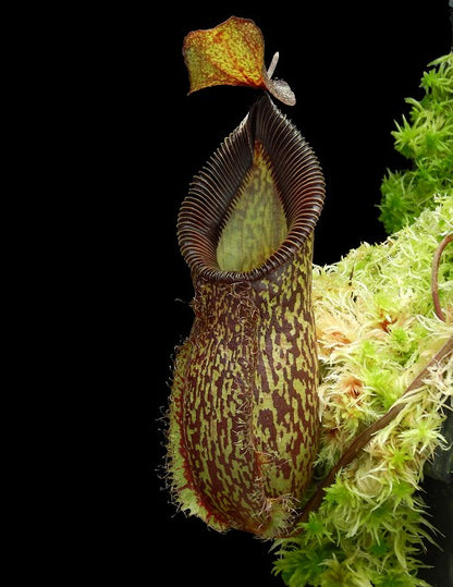 N. talangensis x hamata – assorted clones: BE-4003