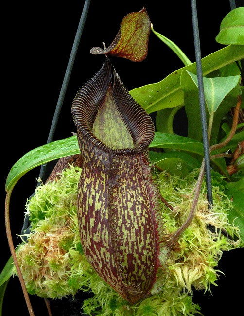 N. talangensis x hamata – assorted clones: BE-4003 *Pre-Order*