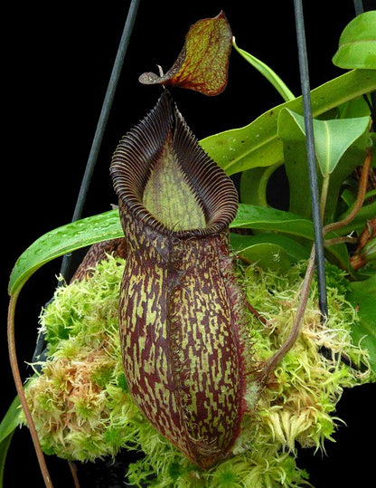 N. talangensis x hamata – assorted clones: BE-4003 *Pre-Order*