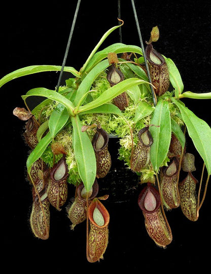 N. talangensis x hamata – assorted clones: BE-4003 *Pre-Order*