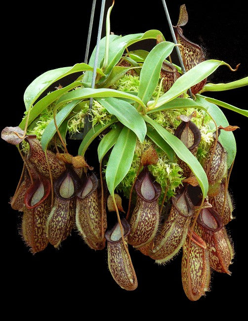 N. talangensis x hamata – assorted clones: BE-4003 *Pre-Order*