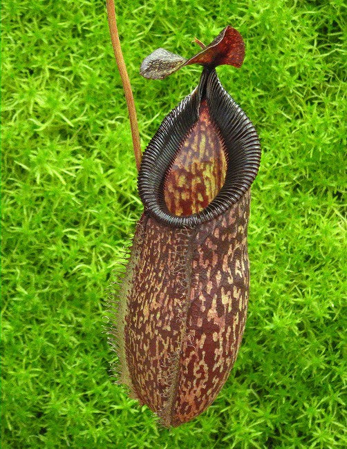 N. talangensis x hamata – assorted clones: BE-4003 *Pre-Order*