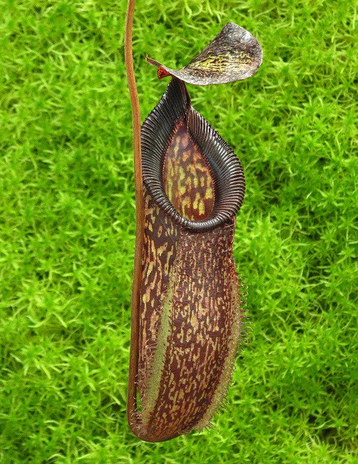 N. talangensis x hamata – assorted clones: BE-4003 *Pre-Order*