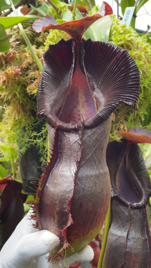 N. spathulata x singalana – assorted clones: BE-4004 *Pre-Order*