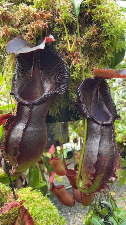 N. spathulata x singalana – assorted clones: BE-4004 *Pre-Order*