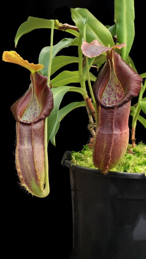 N. spathulata x singalana – assorted clones: BE-4004 *Pre-Order*