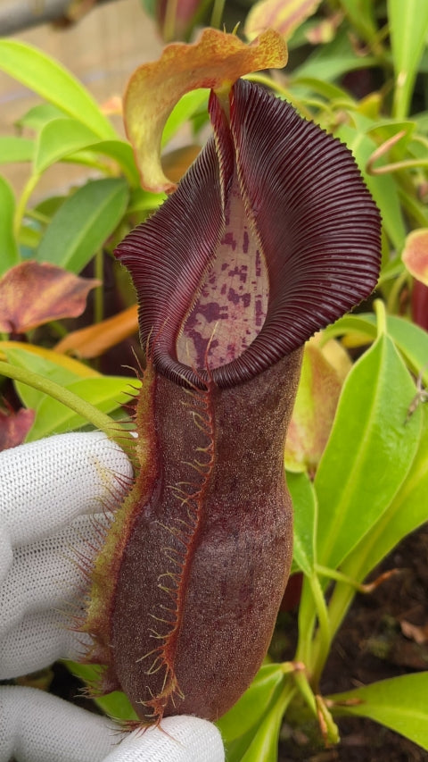 N. spathulata x singalana – assorted clones: BE-4004 *Pre-Order*