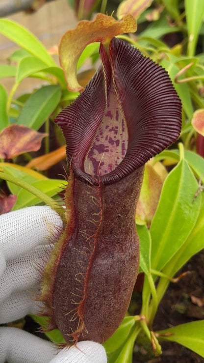 N. spathulata x singalana – assorted clones: BE-4004 *Pre-Order*