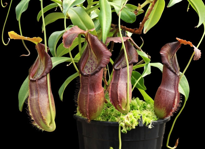 N. spathulata x singalana – assorted clones: BE-4004 *Pre-Order*