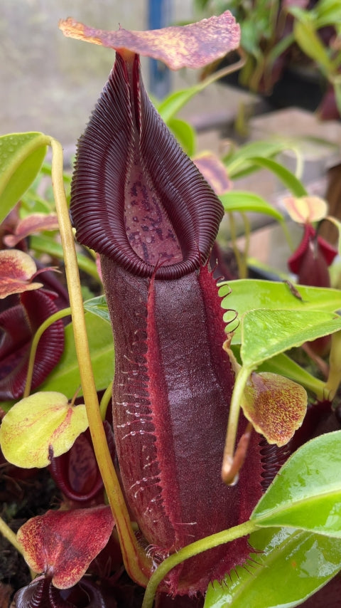 N. spathulata x singalana – assorted clones: BE-4004 *Pre-Order*