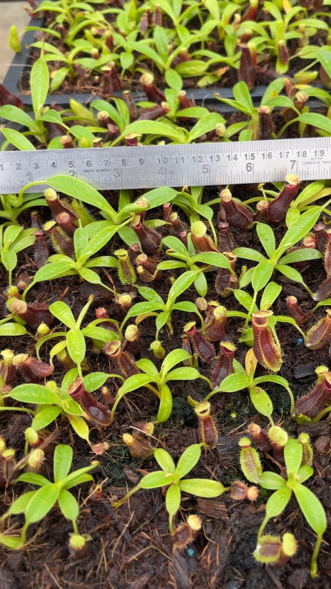 N. spathulata x singalana – assorted clones: BE-4004 *Pre-Order*