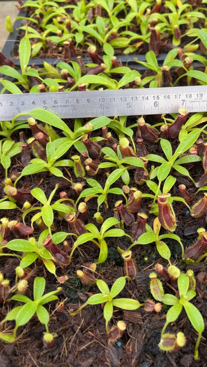 N. spathulata x singalana – assorted clones: BE-4004 *Pre-Order*