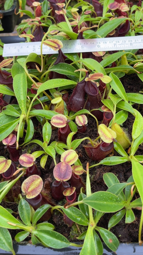 N. spathulata x singalana – assorted clones: BE-4004 *Pre-Order*