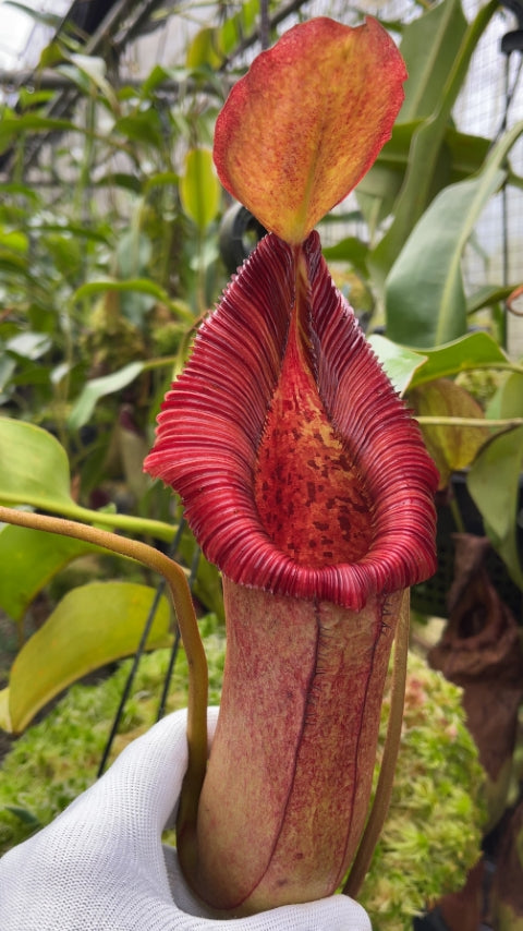 N. ‘trusmadiensis’ x robcantleyi – assorted clones: BE-4022