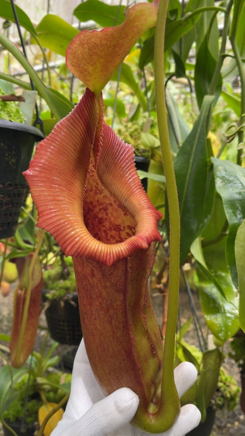 N. x ‘trusmadiensis’ x robcantleyi – assorted clones: BE-4022 *Pre-Order*