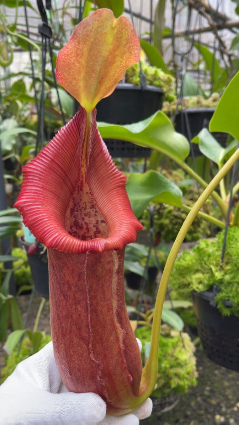 N. x ‘trusmadiensis’ x robcantleyi – assorted clones: BE-4022 *Pre-Order*