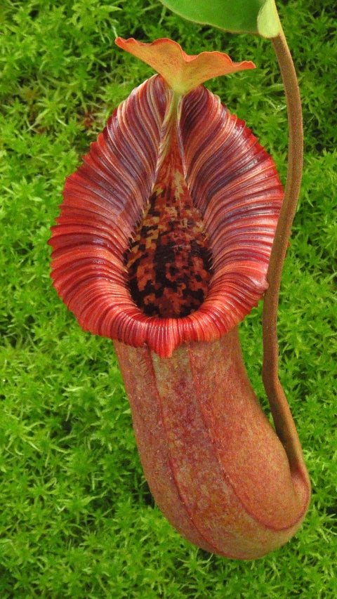 N. x ‘trusmadiensis’ x robcantleyi – assorted clones: BE-4022 *Pre-Order*