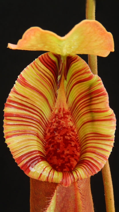 N. x ‘trusmadiensis’ x robcantleyi – assorted clones: BE-4022 *Pre-Order*