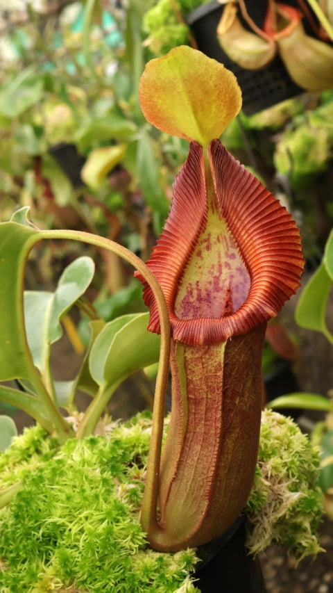 N. x ‘trusmadiensis’ x robcantleyi – assorted clones: BE-4022 *Pre-Order*