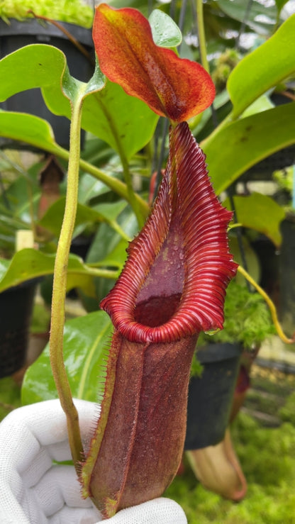 N. x ‘trusmadiensis’ x robcantleyi – assorted clones: BE-4022 *Pre-Order*