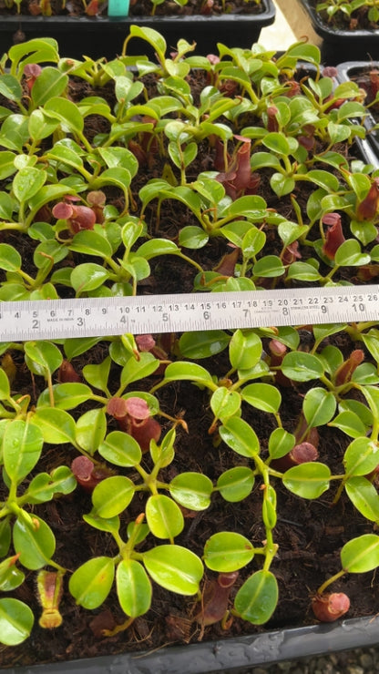 N. x ‘trusmadiensis’ x robcantleyi – assorted clones: BE-4022 *Pre-Order*