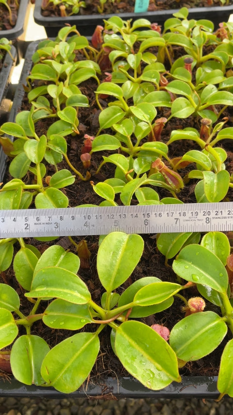 N. x ‘trusmadiensis’ x robcantleyi – assorted clones: BE-4022 *Pre-Order*