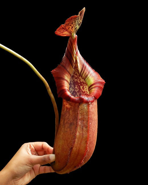 N. robcantleyi x (burbidgeae x edwardsiana) – assorted clones: BE-4023 *Pre-Order*