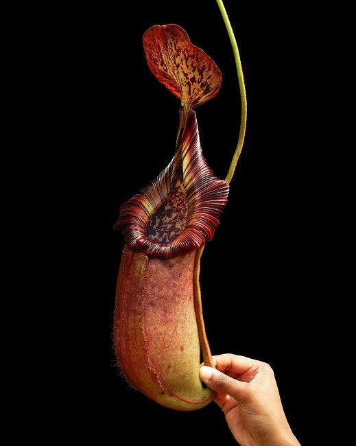 N. robcantleyi x (burbidgeae x edwardsiana) – assorted clones: BE-4023 *Pre-Order*