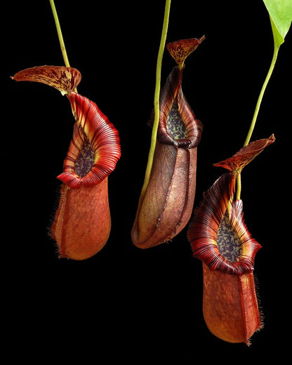 N. robcantleyi x (burbidgeae x edwardsiana) – assorted clones: BE-4023 *Pre-Order*