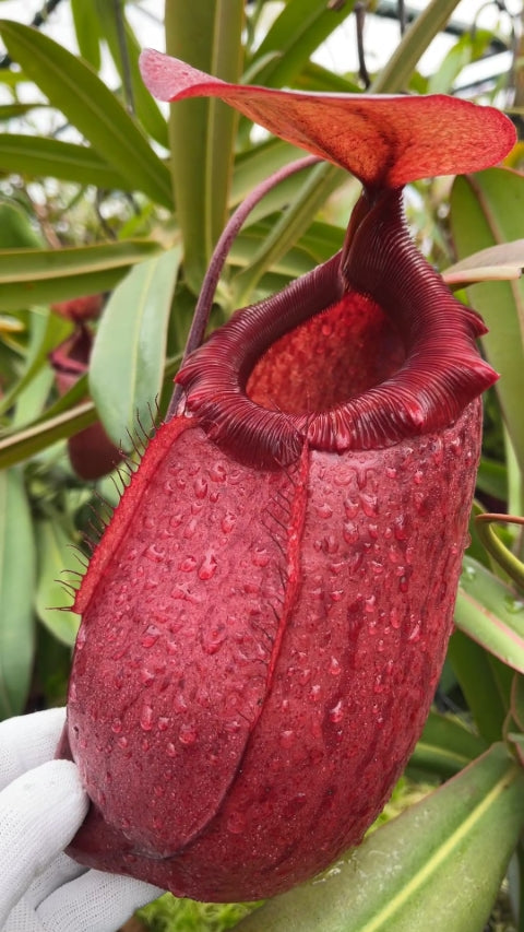 N. sibuyanensis x merrilliana – selected clones: BE-4026 *Pre-Order*