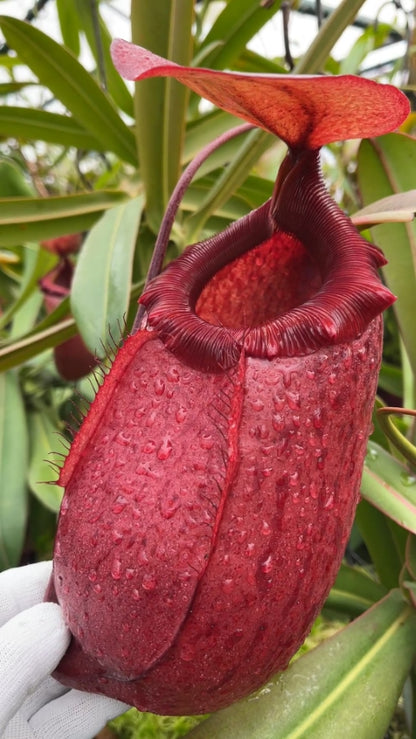 N. sibuyanensis x merrilliana – selected clones: BE-4026 *Pre-Order*