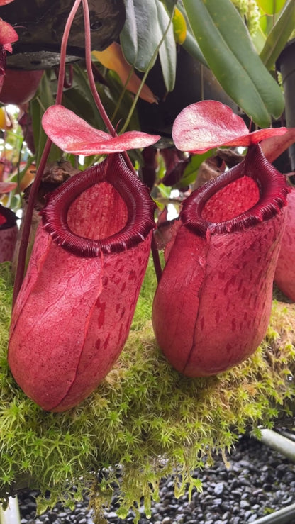 N. sibuyanensis x merrilliana – selected clones: BE-4026 *Pre-Order*