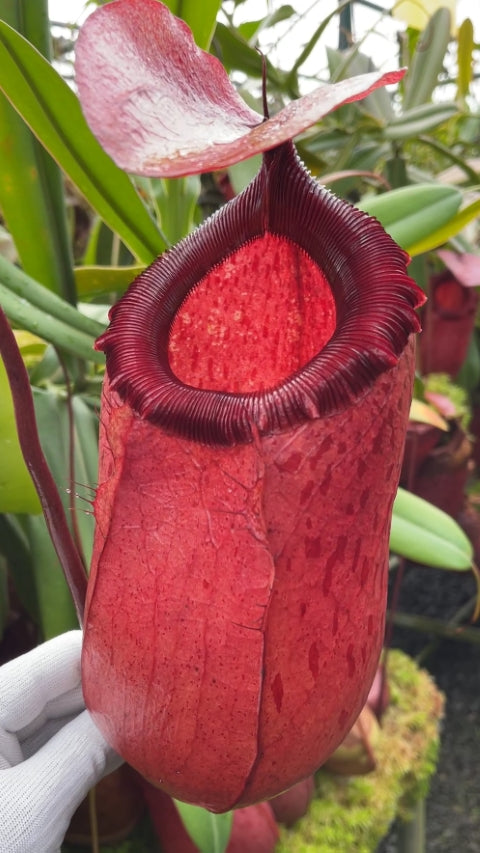 N. sibuyanensis x merrilliana – selected clones: BE-4026 *Pre-Order*