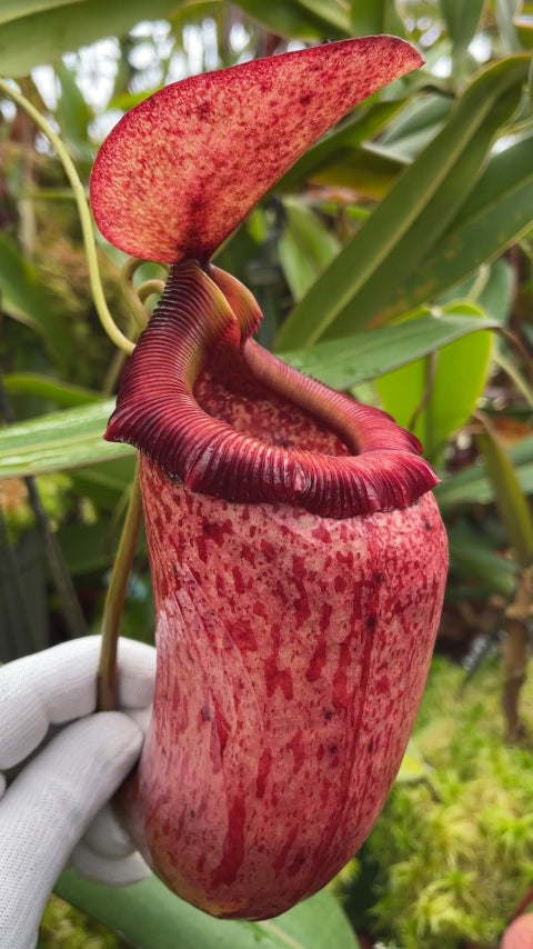 N. sibuyanensis x merrilliana – selected clones: BE-4026 *Pre-Order*