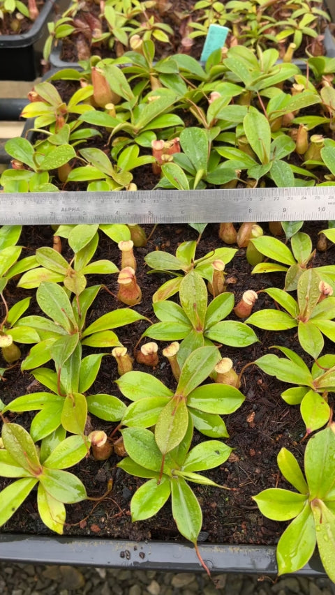 N. sibuyanensis x merrilliana – selected clones: BE-4026 *Pre-Order*
