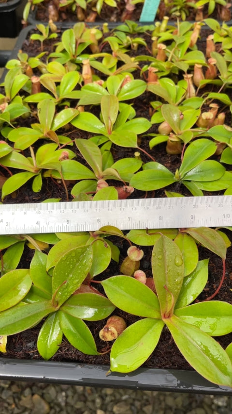 N. sibuyanensis x merrilliana – selected clones: BE-4026 *Pre-Order*