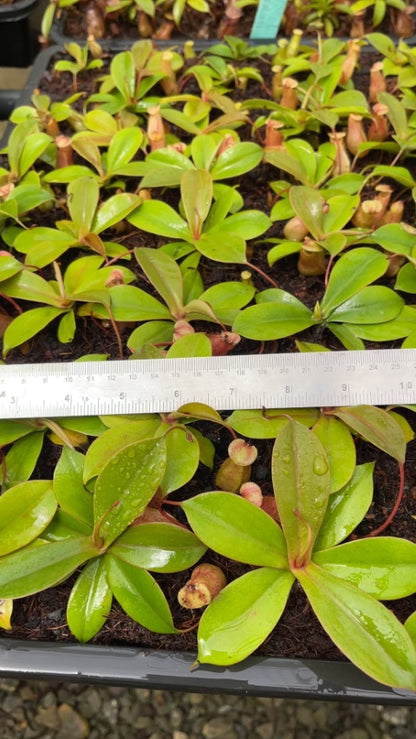 N. sibuyanensis x merrilliana – selected clones: BE-4026 *Pre-Order*