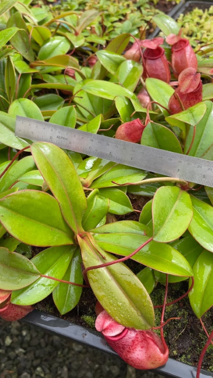 N. sibuyanensis x merrilliana – selected clones: BE-4026 *Pre-Order*