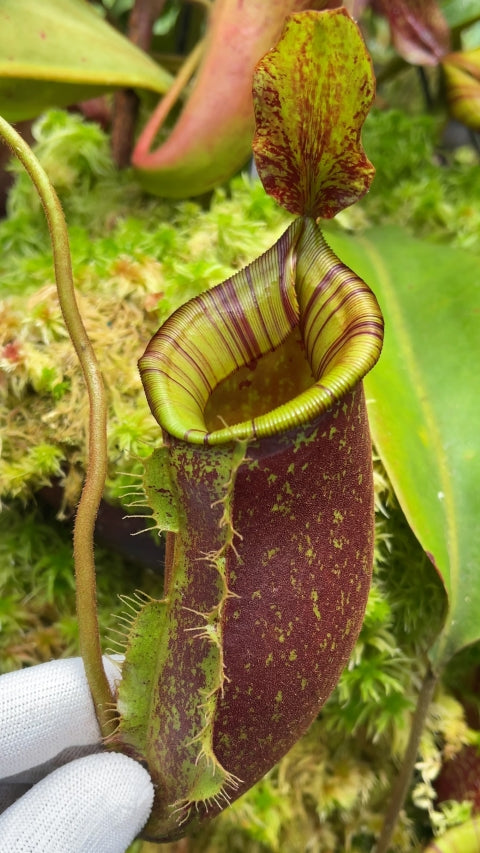 N. ampullaria x (veitchii x lowii) – selected clone: BE-4027 *Pre-Order*