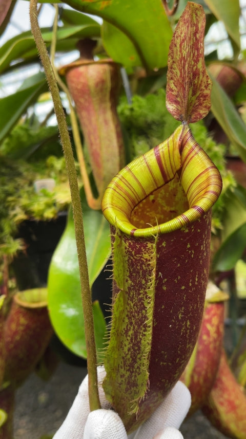 N. ampullaria x (veitchii x lowii) – selected clone: BE-4027 *Pre-Order*