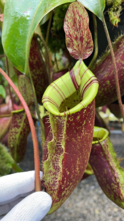 N. ampullaria x (veitchii x lowii) – selected clone: BE-4027 *Pre-Order*