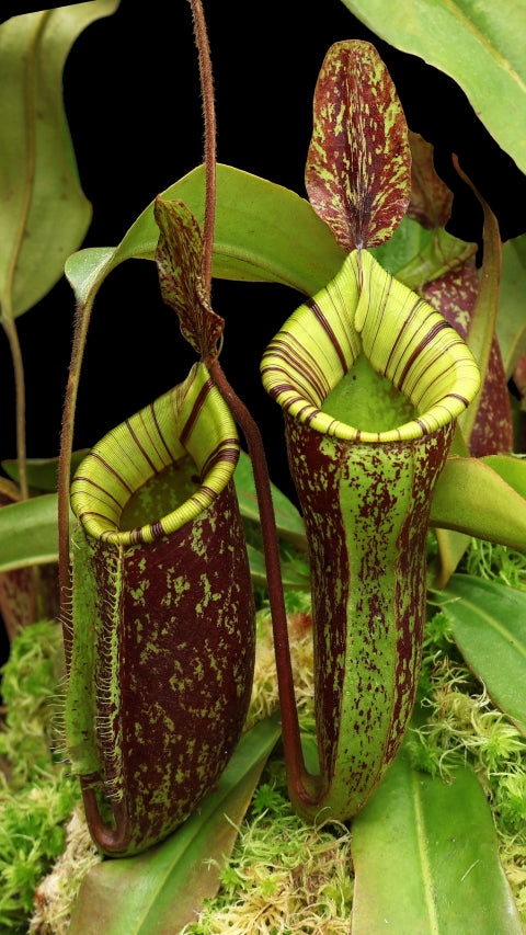 N. ampullaria x (veitchii x lowii) – selected clone: BE-4027 *Pre-Order*