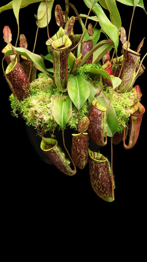 N. ampullaria x (veitchii x lowii) – selected clone: BE-4027 *Pre-Order*