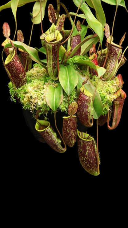 N. ampullaria x (veitchii x lowii) – selected clone: BE-4027 *Pre-Order*
