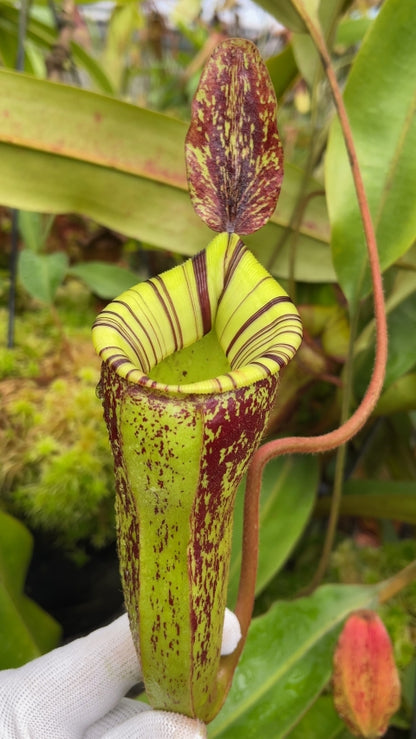 N. ampullaria x (veitchii x lowii) – selected clone: BE-4027 *Pre-Order*