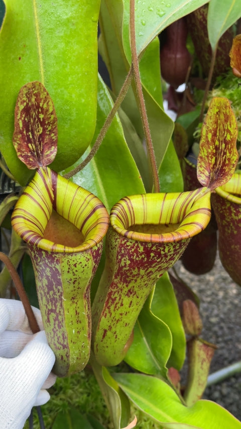 N. ampullaria x (veitchii x lowii) – selected clone: BE-4027 *Pre-Order*